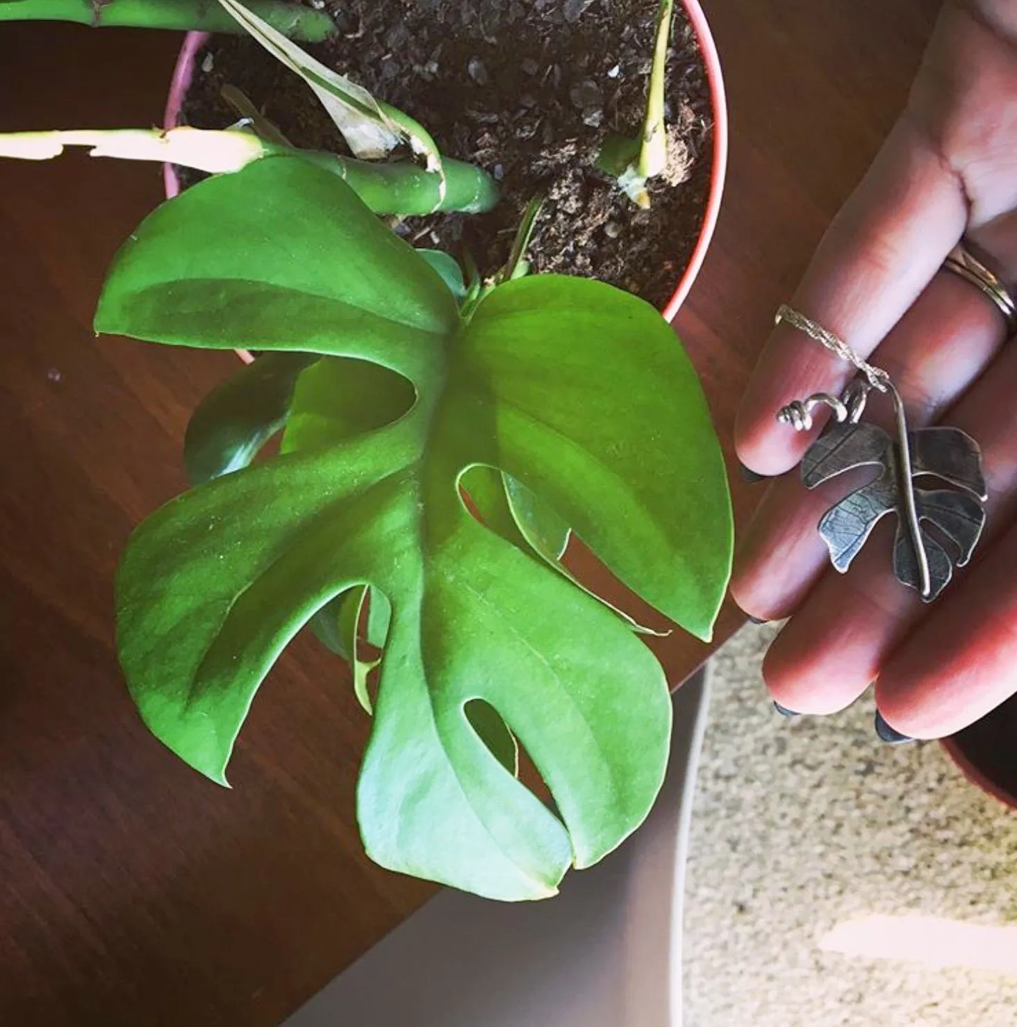 Rhaphidophora Tetrasperma Necklace